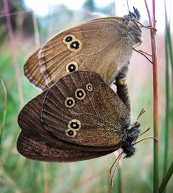 Butterflies mating, Pevestorf - Germany, by Virginia Settepani