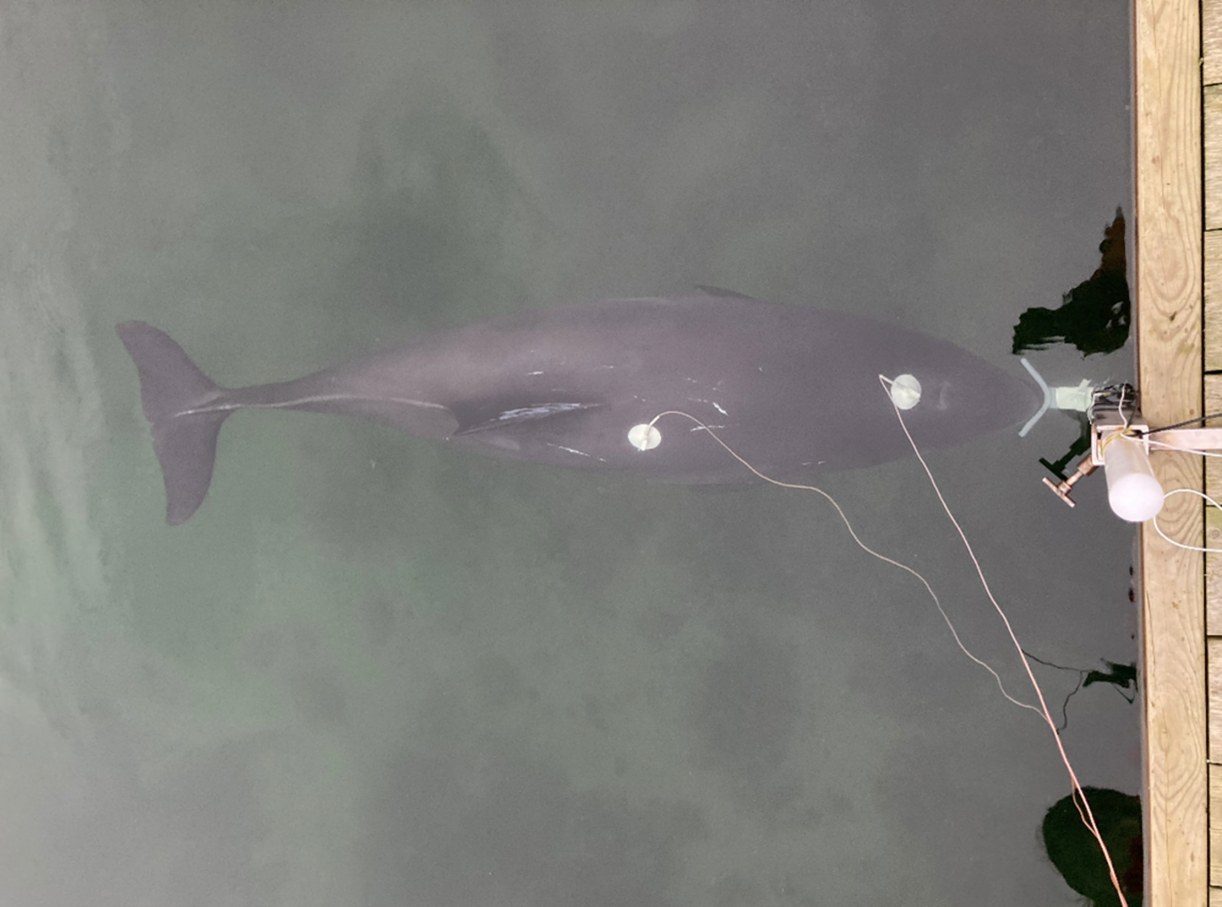 Freja, the porpoise in the water