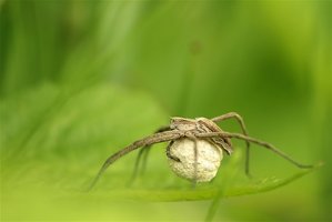 Photo by Anja Junghanns; Pisaura mirabilis female with eggsac