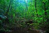 Dense forest