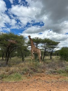 Giraffa giraffa