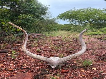 Carcasses do carcass things (being important for ecosystem functioning)