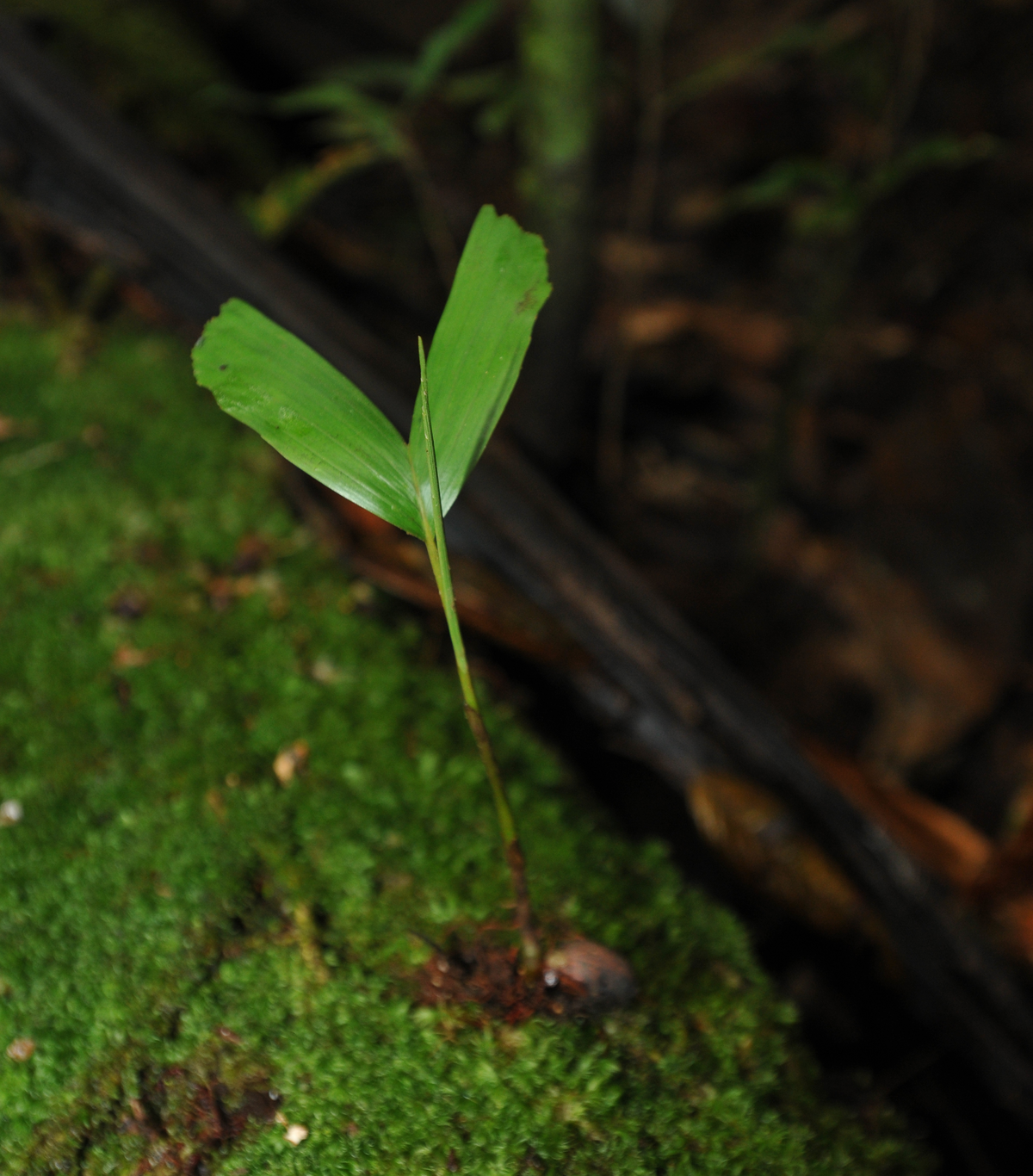 [Translate to English:] Socratea exorrhiza