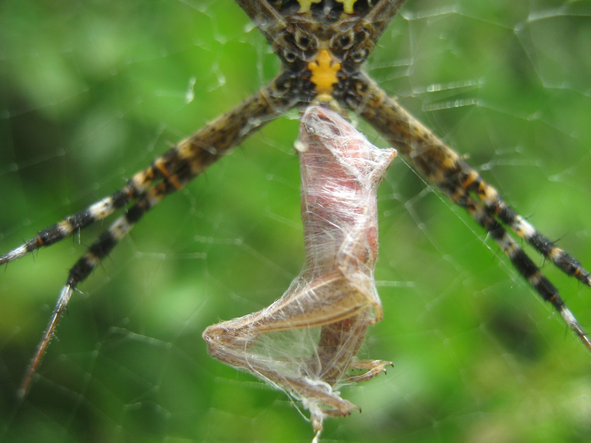 Argiope with wrapped grasshopper, Pevestorf - Germany, by Virginia Settepani