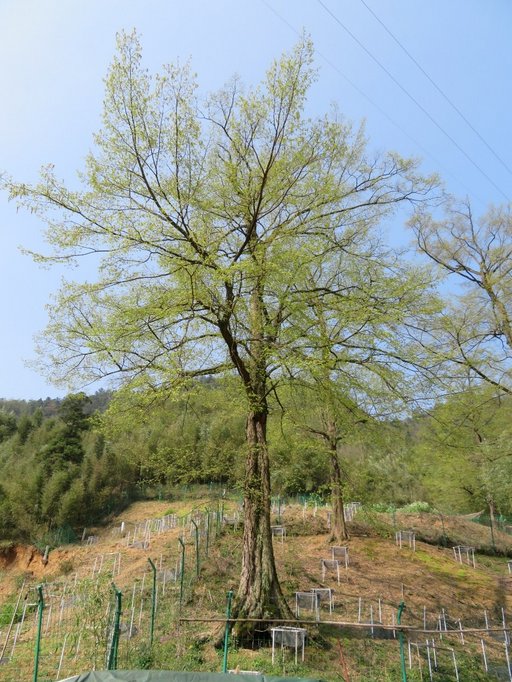 Et træ