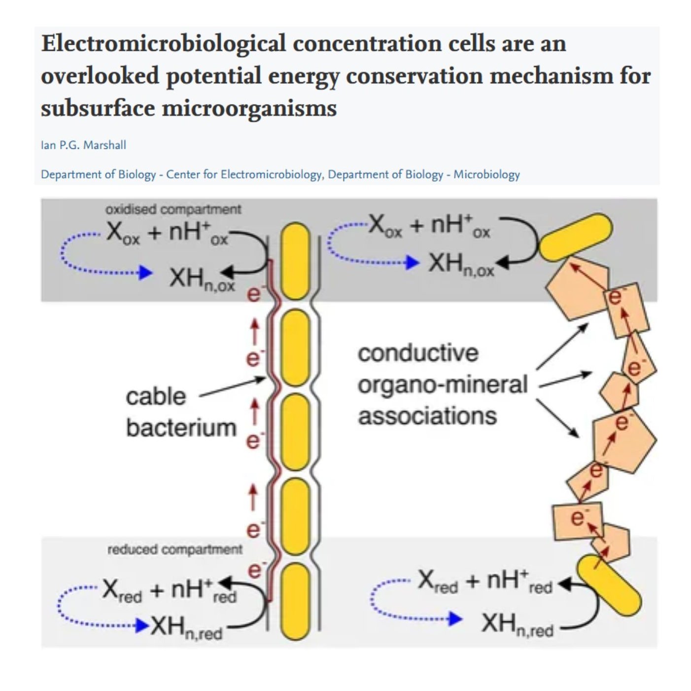 Can a single redox reaction, forward and reverse with the same products and substrates, power a microbe?