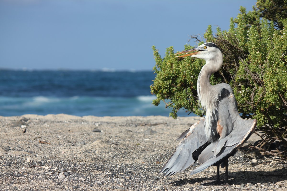 Heron thermoregulating, Galapagos Islands, by Virginia Settepani