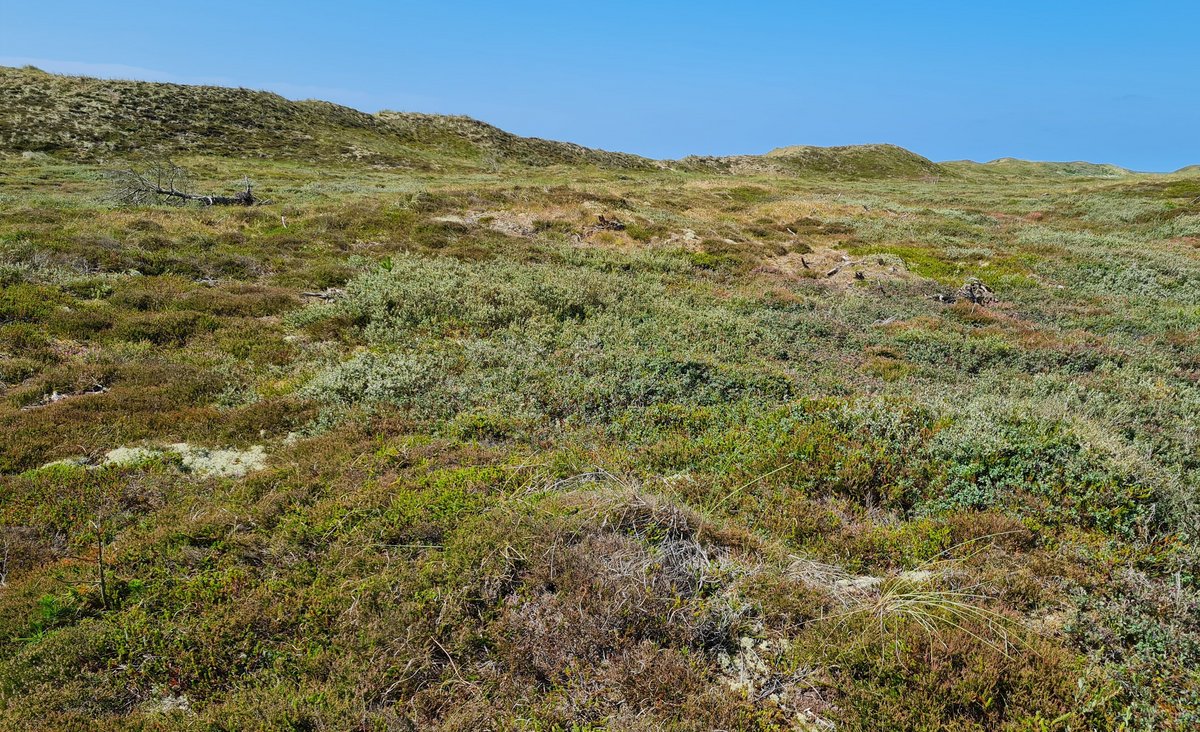 Dune heath in Husby