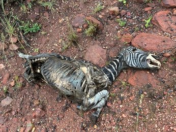 Carcasses do carcass things (being important for ecosystem functioning)