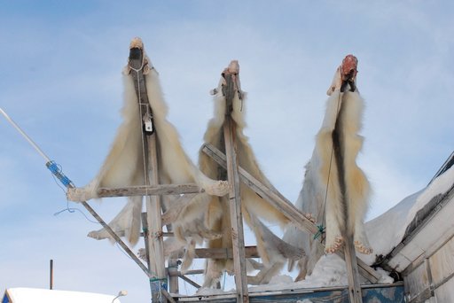 Polar skin/Photo: Rune Dietz