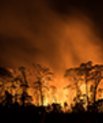 Most of the rare species grow in South America, and this is also where more conservation work is most urgent. The picture shows deforestation by burning in the Brazilian municipality of Apuí in Amazonas. Photo: Bruno Kelly/Amazônia Real, under CC BY 2.0 (https://creativecommons.org/licenses/by/2.0/deed.en) 