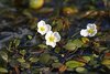 Water vine