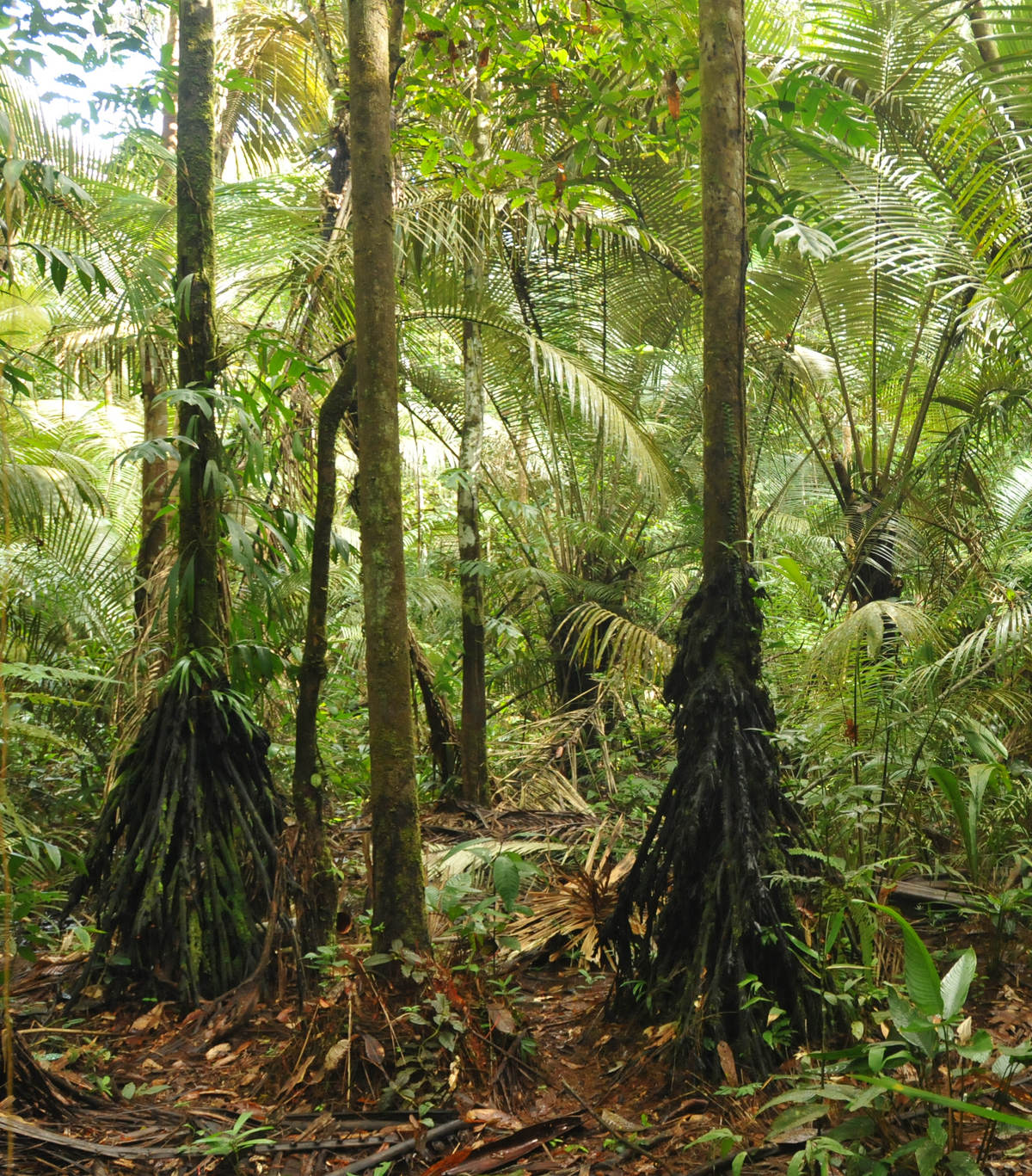 [Translate to English:] Forest