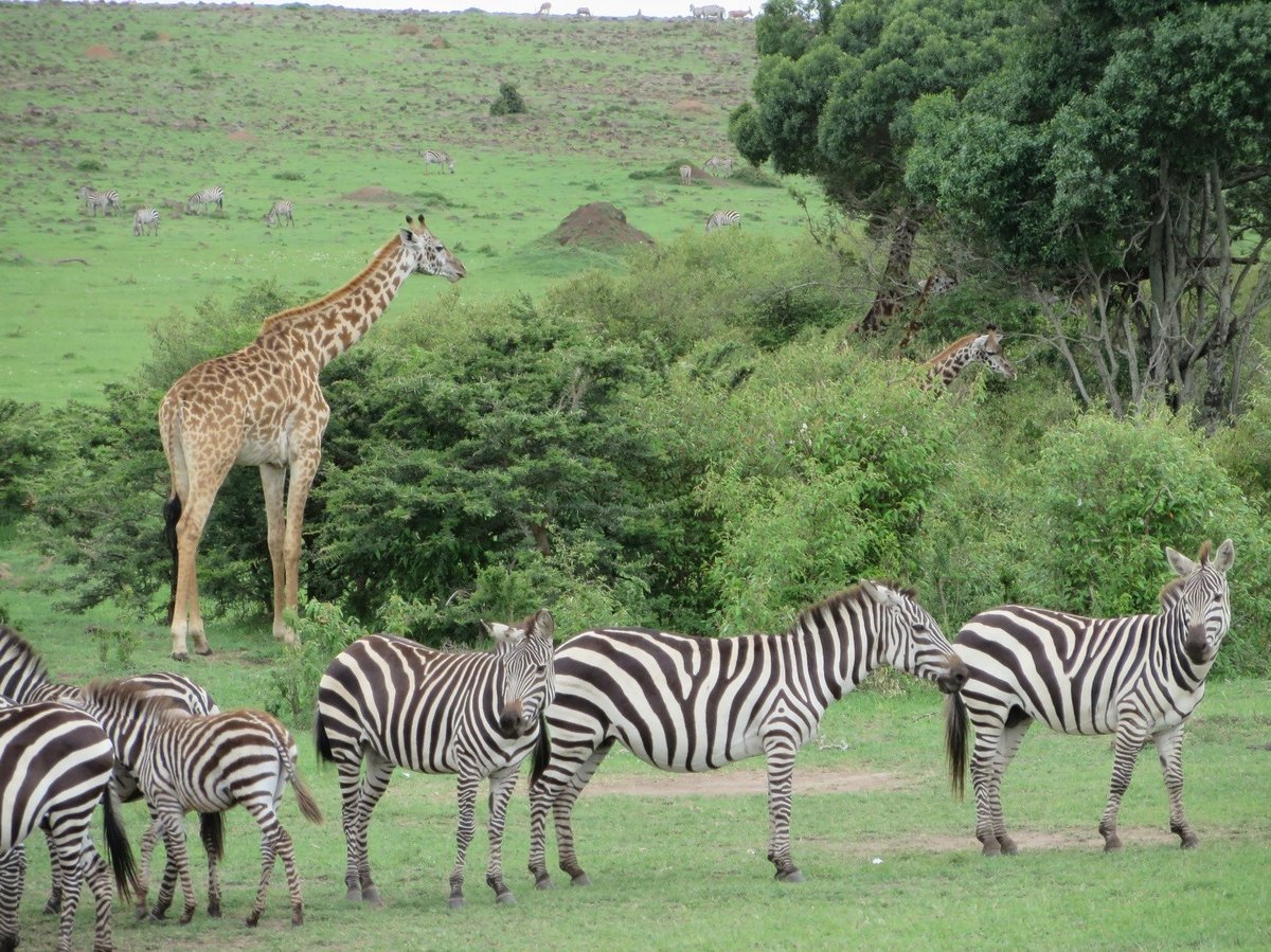 Giraf og zebra på græslette