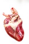 Anatomisk billede af hjerte 