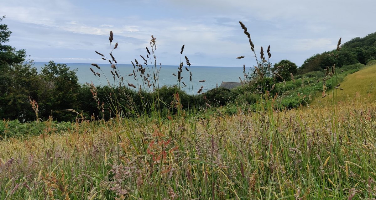 Meadow in UK, Trine Bilde