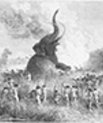 Illustration with elephant