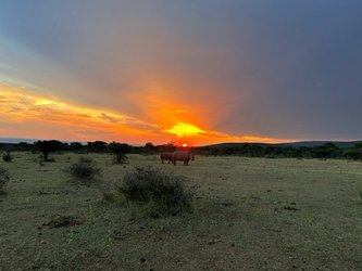 Rhinos in the sunset after an afternoon thunderstorm, View in Dabchick, Ceratotherium simum and Lidar in action