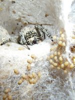Photo by Lena Grinsted; Stegodyphus lineatus adult female and spiderlings