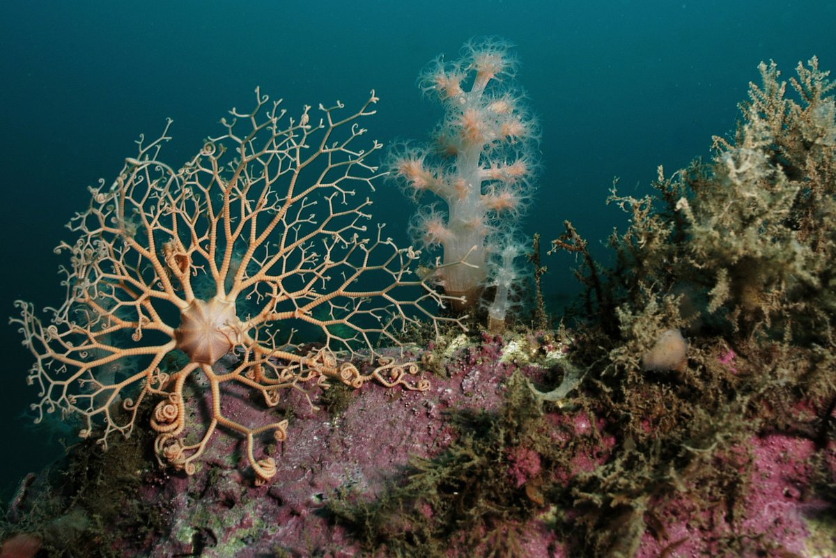 Biologist Artoc Young Arctic marine biologist at Aarhus University receives the ...