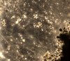 Light microscopy picture of cable bacteria