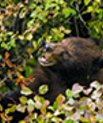  A black bear eats hawthorn berries. Large animals can disperse seeds over great distances, but many large seed dispersers are extinct or in decline. Photo: Paul D. Vitucci 