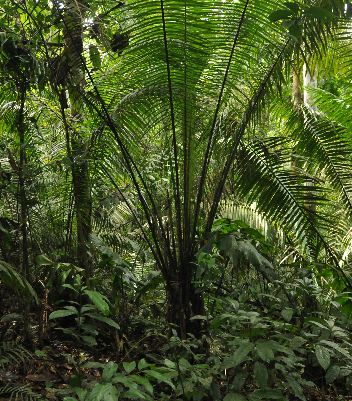 [Translate to English:] Forest