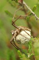 Photo by Anja Junghanns; Pisaura mirabilis female with eggsac