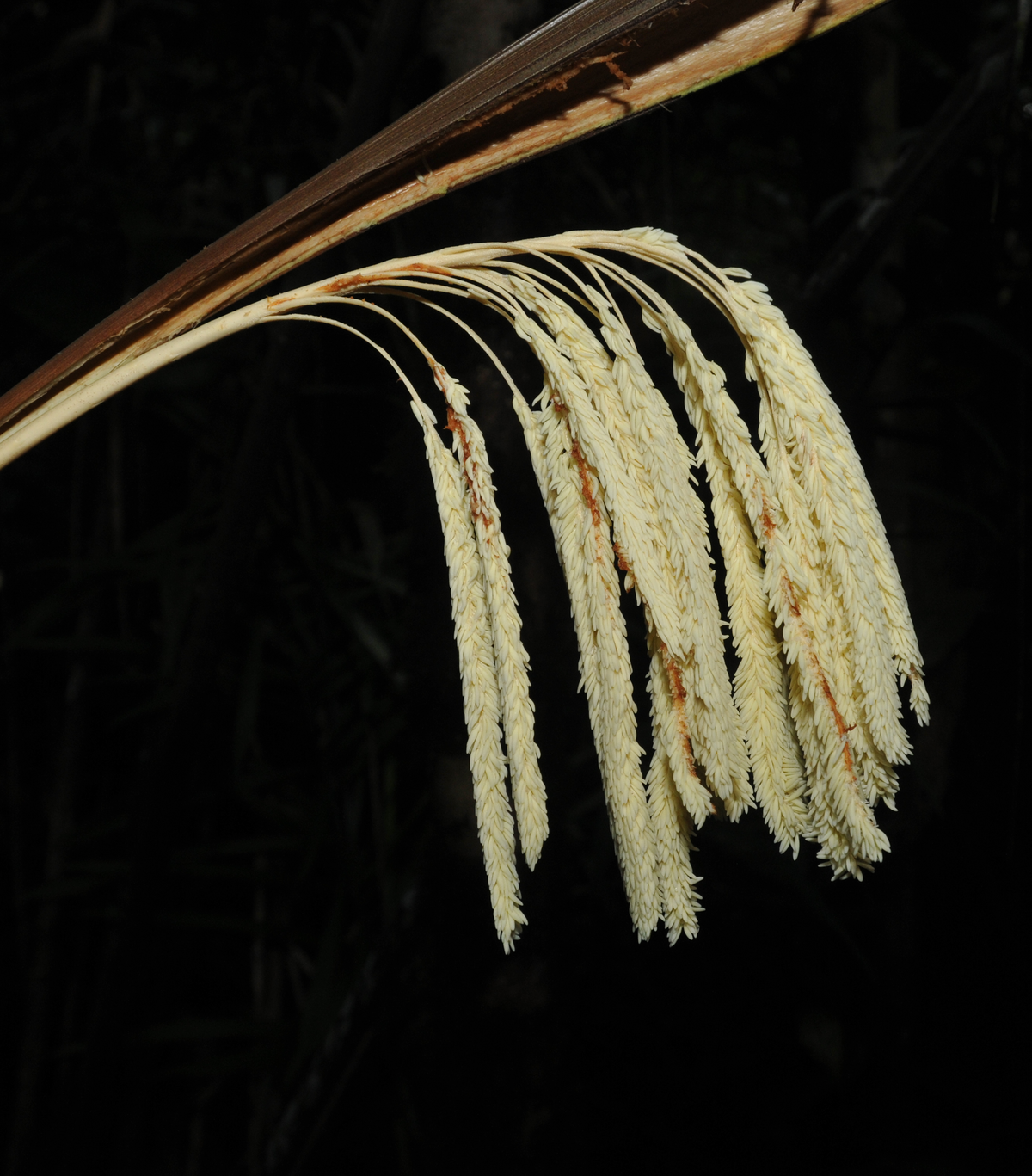 [Translate to English:] Attalea insignis