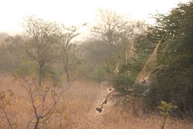 Photo by Virginia Settepani; Stegodyphus dumicola nests, Kruger National Park, South Africa