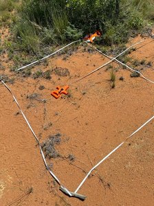 One of the rather easy plots, Minor car issues, Carcasses do carcass things (being important for ecosystem functioning) and Giraffa giraffa