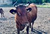Pfoto of cow
