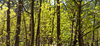 [Translate to English:] Grøn skov