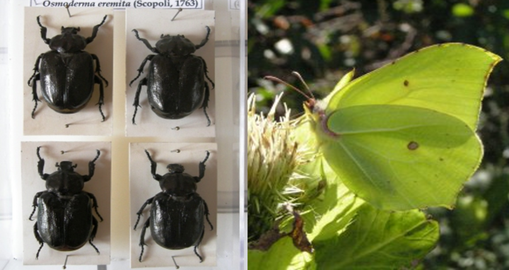 Osmoderma eremita and Gonepteryx rhamni