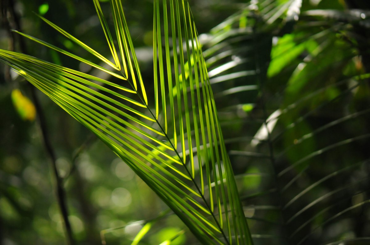 [Translate to English:] Euterpe precatoria