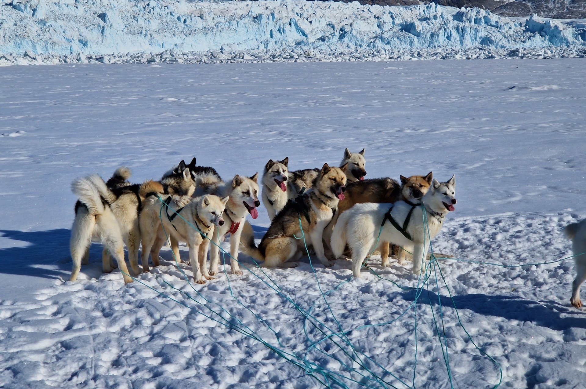 Slædehunde i sne