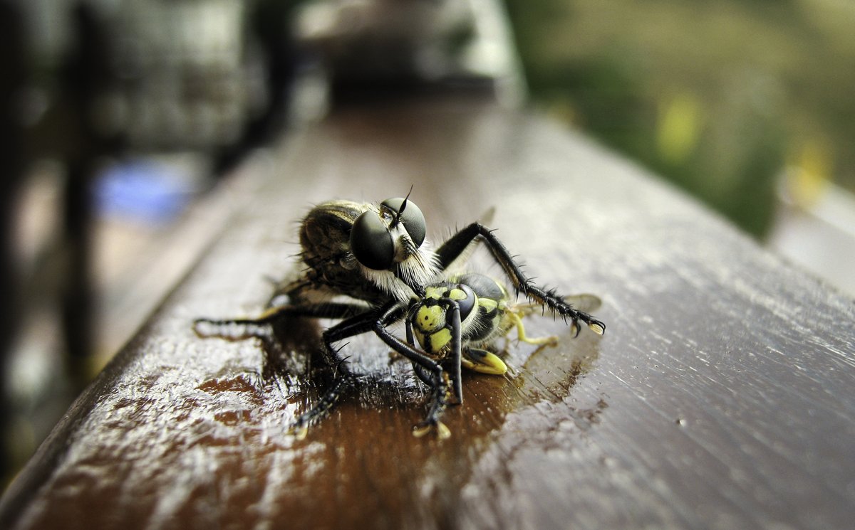 Tabanidae fly eating a wasp, Italy, by Virginia Settepani