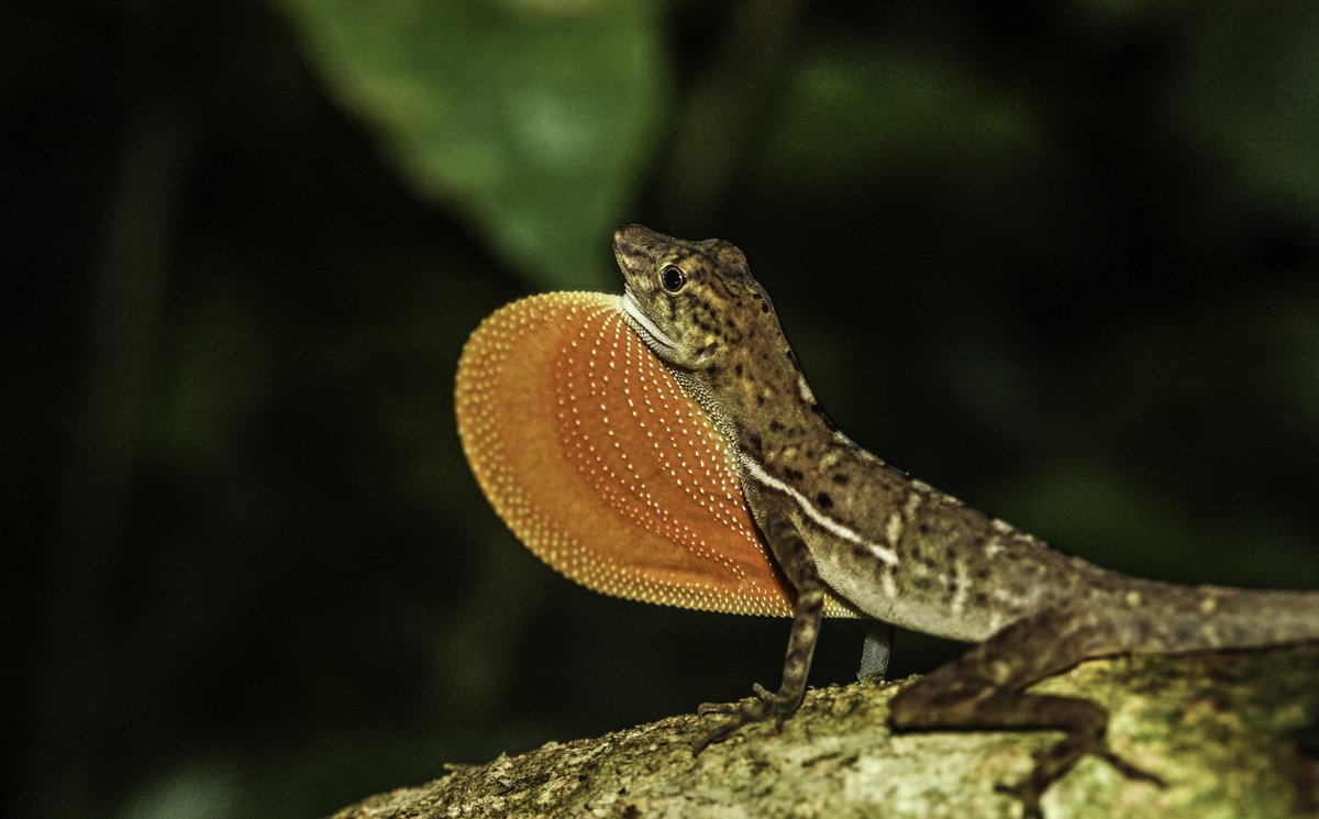 Anoles lizard, Costa Rica, by Virginia Settepani