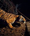 Billede af en tiger