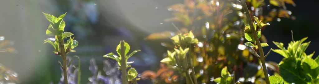 Sticks and green leaves
