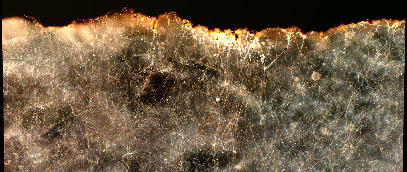 Light microscopy image of cable bacteria