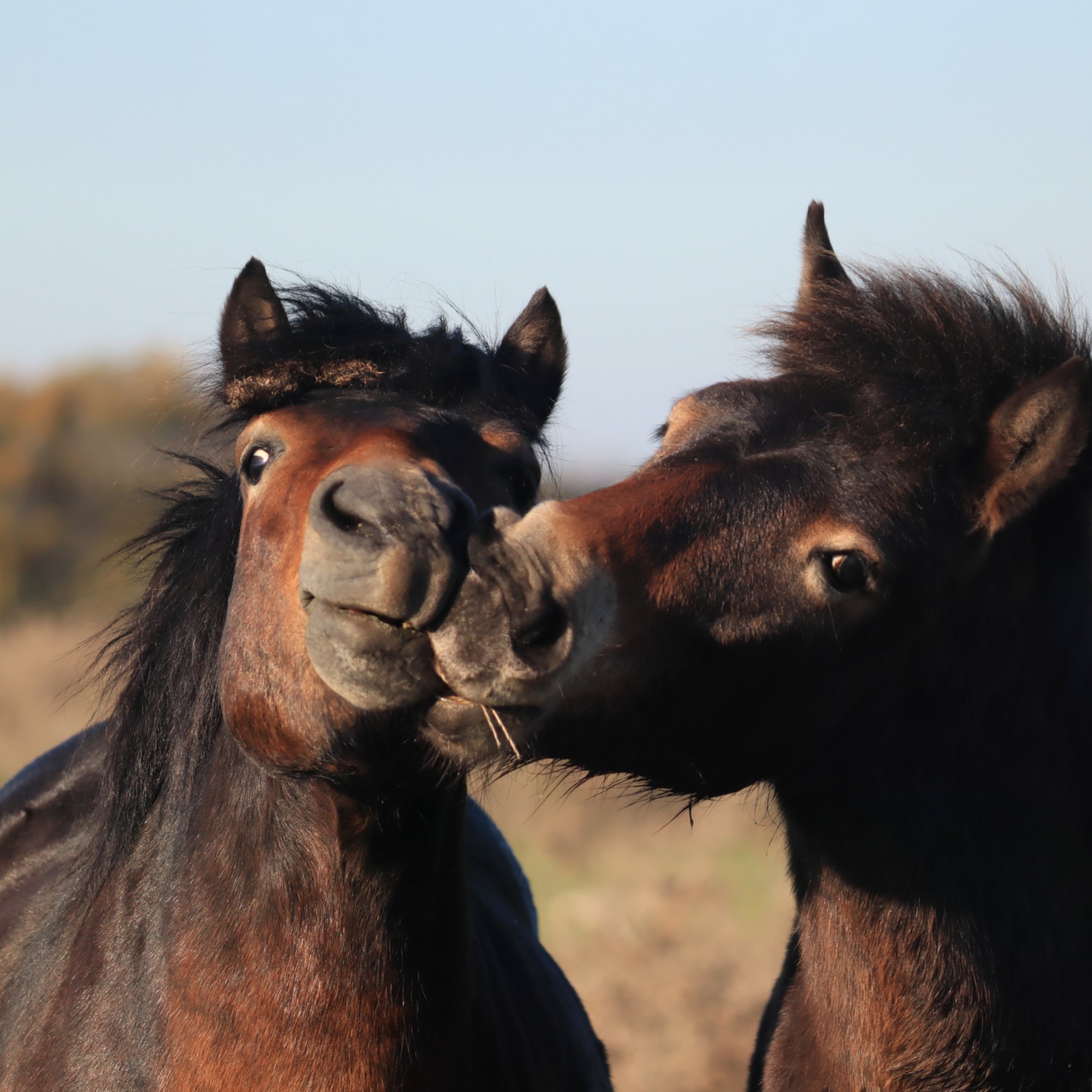 Two horses - HERDWISE research project