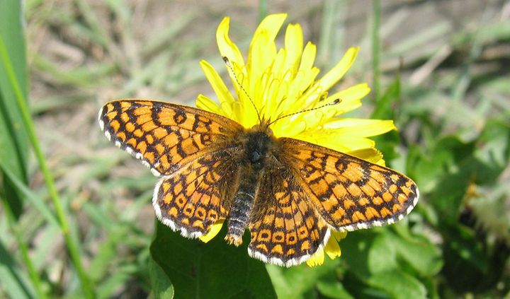 The Glanville fritillary butterfly Melitaea cinxia