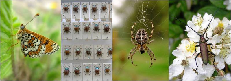 Photos left to right: Melitaea cinxia (by Suvi Ikonen), Chrysolina polita from the collection of The Natural History Museum of Denmark (by Philip Francis Thomsen), Garden cross spider (by Trine Bilde), Aromia moschata (by Philip Francis Thomsen)