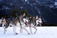 Sled dogs in snow