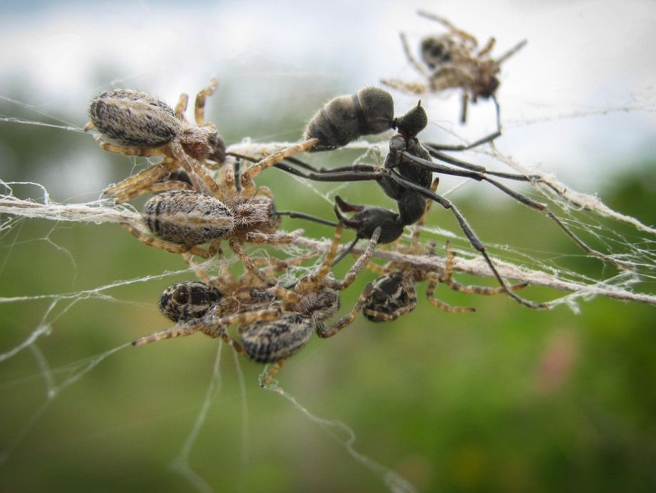 Photo by Virginia Settepani; group of Stegodyphus sarasinorum spiders attacking an ant, Kuppan, India