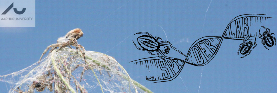 Cobweb