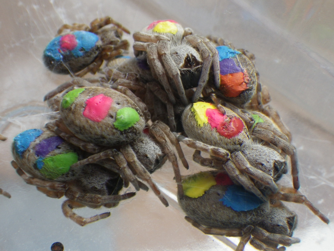 Photo by Lena Grinsted; Group of Stegodyphus sarasinorum spiders, Kuppan, India