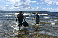 Collecting of samples in Limfjorden