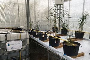 Wastewater treatment experiments set up in the greenhouse